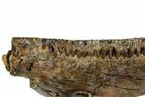 Hadrosaur (Edmontosaurus) Maxilla With Teeth - Montana #176349-2